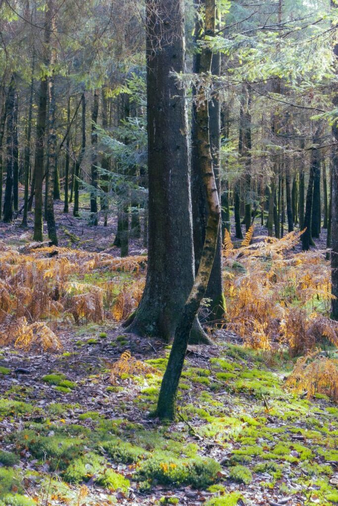 pexels-photo-20426573-20426573 Tranquil forest scene in Habay, Belgium with lush green moss and tall trees.